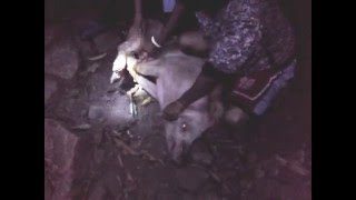 Slaughtering Pig - Filipino Style Ein Schwein Wird Gechlachtet - Auf Filipino Art