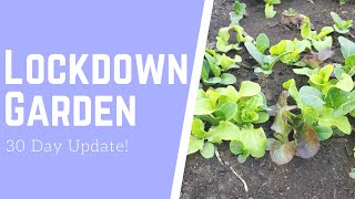 Quick Growing Veggies 30 Day Update