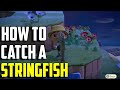 How to catch a stringfish  stringfish acnh  animal crossing new horizons stringfish  stringfish