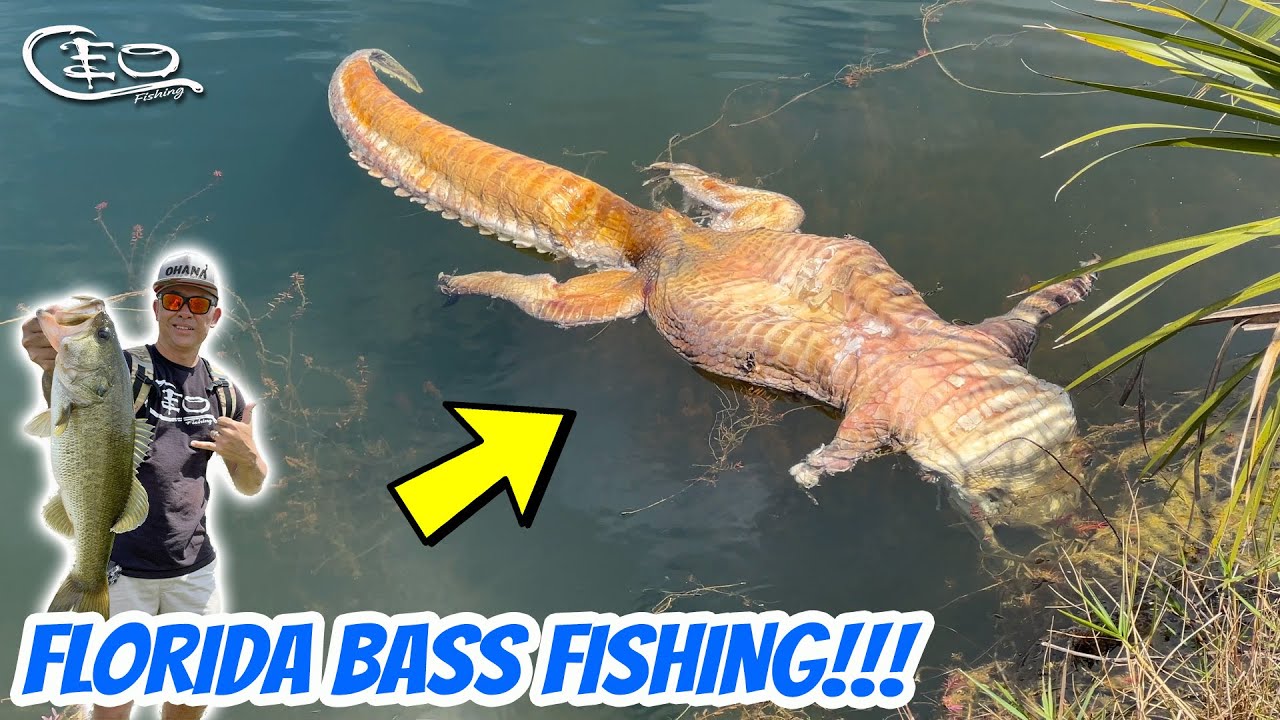 Florida Bass Fishing & Dead Gators!