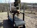 DOG TREADMILL / The Original Dog Trotter! DOG TREADMILL / The Original Dog Trotter!