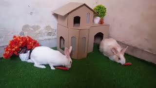 Rabbit Couple Enjoying At Sweet Home | Animals UBS by Animals UBS 172 views 2 years ago 1 minute, 29 seconds