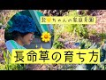 長命草の育ち方