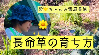 長命草の育ち方