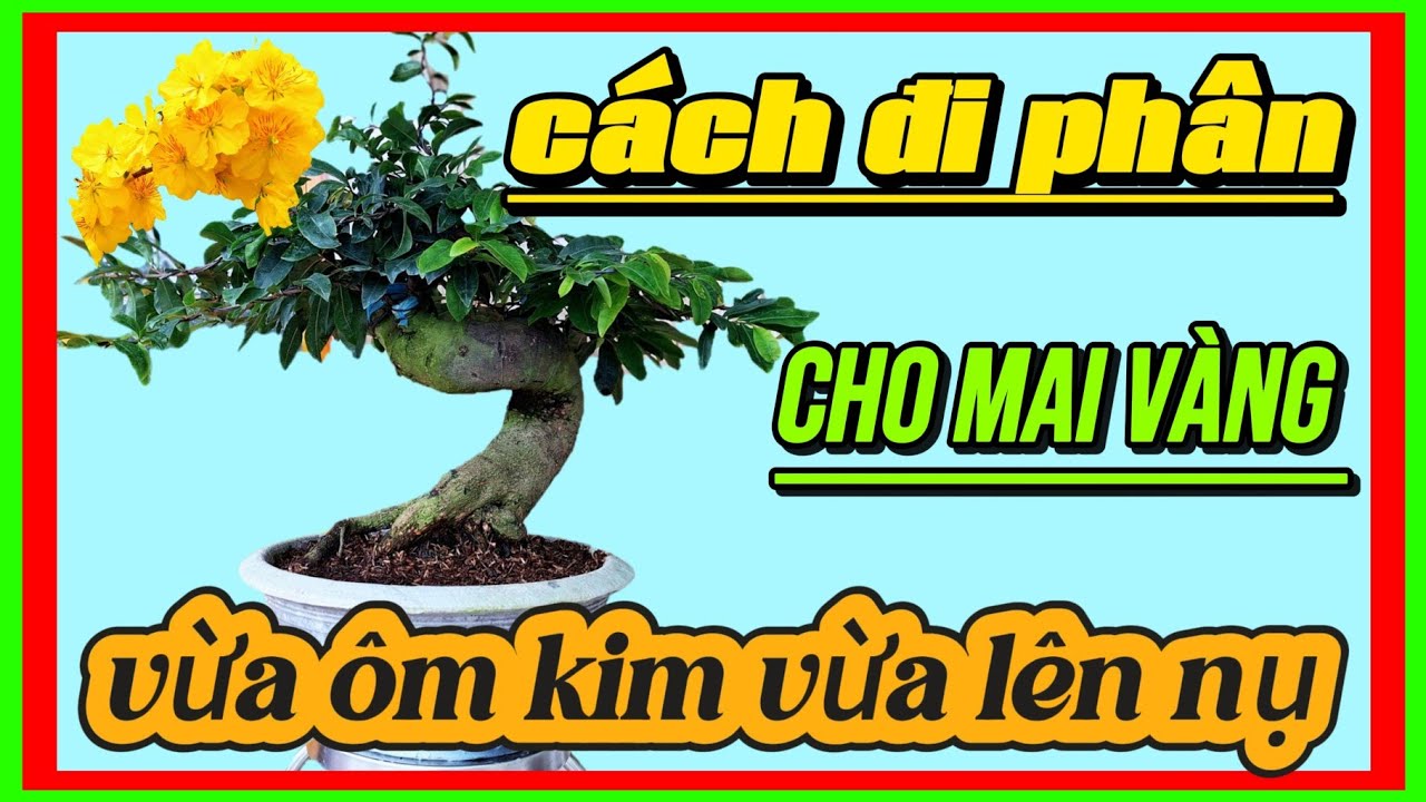 Cách đi phân cho mai vàng vừa lên kim vừa ôm nụ hiệu quả