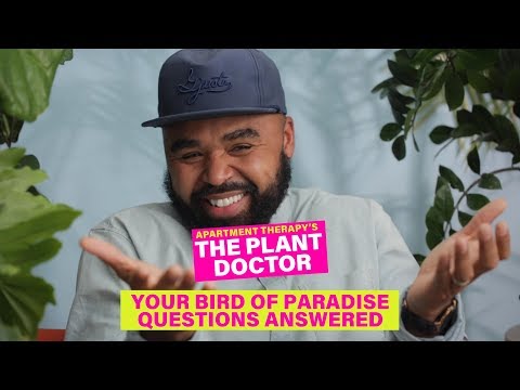 your-bird-of-paradise-questions-answered-|-the-plant-doctor-|-apartment-therapy