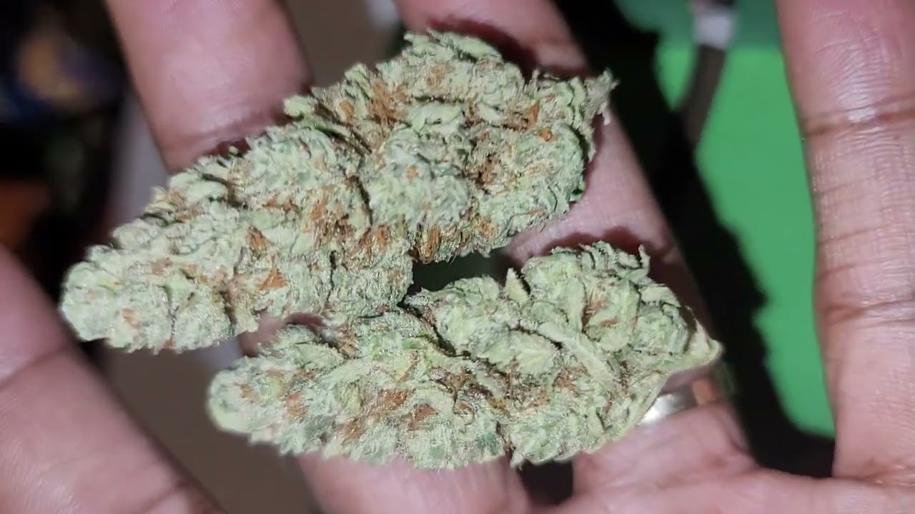 Orange Creampop strain harvest at day 69 ‼️💪🏽🎯💯👌🏽🔥🔥🔥