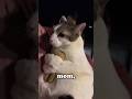 This Cat Can’t Go Anywhere Without Her Favorite Toy #shorts #funny #cat #baby