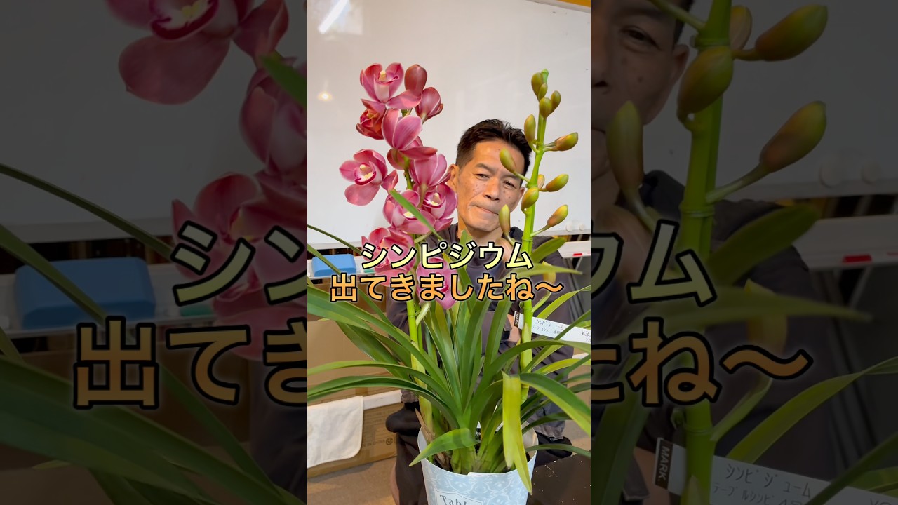 テーブルの花 Cymbidium] Table cymbidiums that can be displayed at home - YouTube