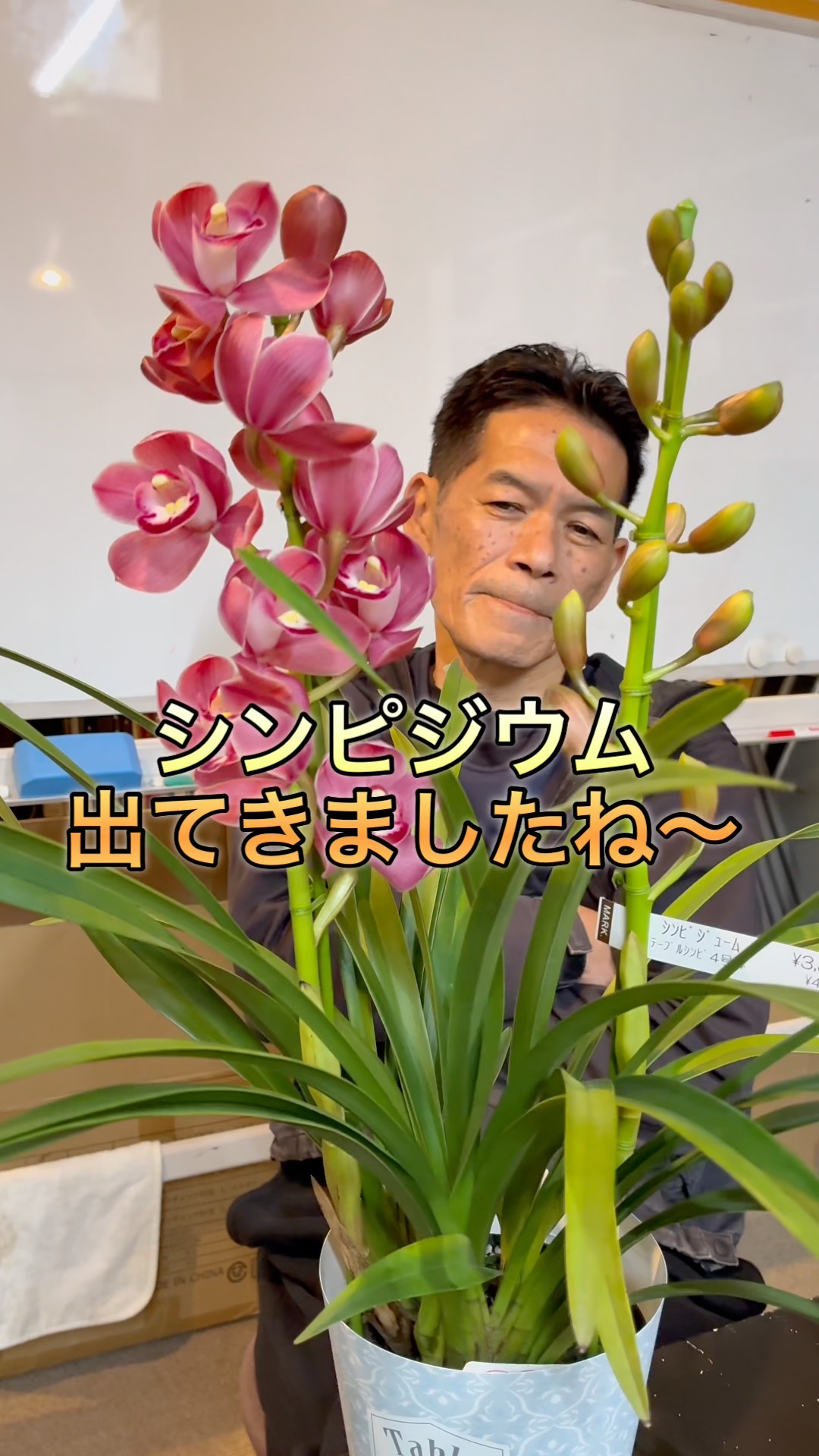 Cymbidium] Table cymbidiums that can be displayed at home - YouTube