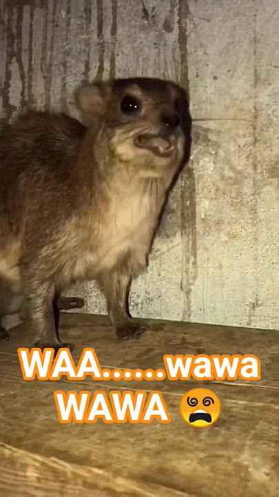 WAA...wawa...WAWA 😵 #funny #hyrax #animals #funnymemes #fypシ゚viral #fyp #shorts #memes #viralmemes