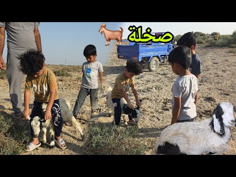 الماعز شرد من الخوف الكوري ركب فوكها هههههه