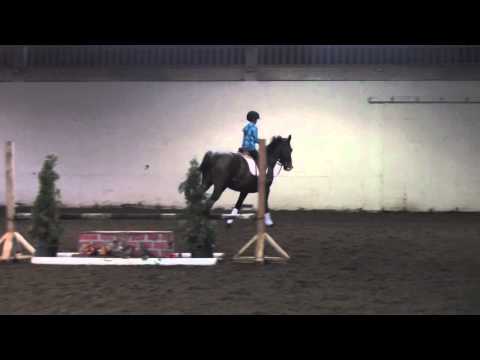 Toby- hunter/jumper/eq...  horse for sale