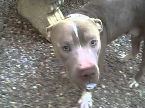 Penectomy+Removal+Photos Austin found Tied to a fence, Had a penectomy now a hematoma removal 2 ...