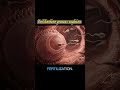 The Sperm's Impossible Journey Inside the Female Body #fertilization #anatomy #shorts