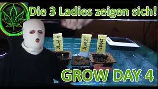LIVE: DIE CANNABIS-LADIES UND DER EASY-PLUG TEST - GROW LOG 1 DAY 4