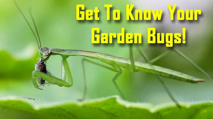 Garden Insects-The Bad, The Beneficial, and The Beautiful
