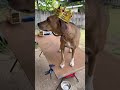 King Sako emperor of jumping dogs. #funny #doglife #memes #labrador