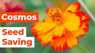 🌼 Cosmos Seed Saving & Deadheading 🌼
