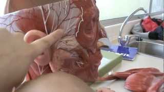 Músculos de la Cabeza y cuello