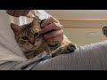 自分から爪を切られに来たのにキレる猫