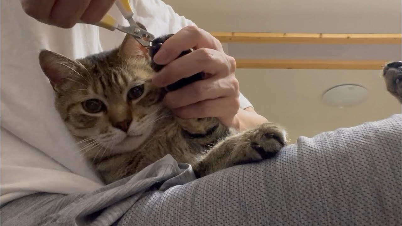 自分から爪を切られに来たのにキレる猫