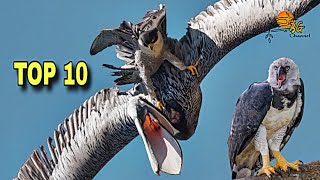 Download Lagu Top 10 Burung Raptor Paling Menakutkan di Dunia!! burung pemangsa lintas udara! MP3 Download Lagu Top 10 Burung Raptor Paling Menakutkan di Dunia!! burung pemangsa lintas udara! MP3