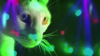 Meow Meow  Meow Meow Meow (Original Mix)