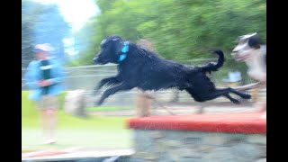 Percy's Shenanigans at the 2023 Great Western FlatCoated Retriever Club Pool Party