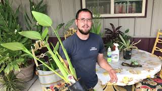 Tuesday Tips & Tricks: Winterizing Tropical Pond Plants