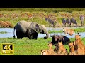4K African Wildlife: Nairobi National Park - Real Sounds of Africa &amp; Nature Music in 4K Videos UHD