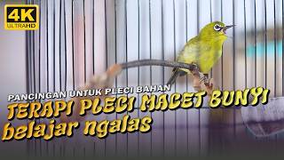 Terapi Pleci Macet Bunyi Tanpa Doping  Terapi Pleci Malas Bunyi 2  khuyentaybac