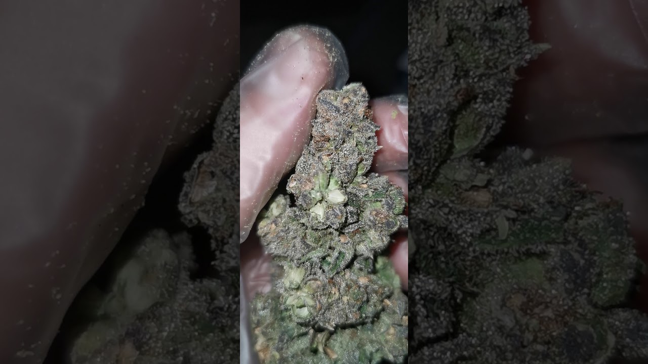 Black Frost. Unreleased @jg_gr0w 