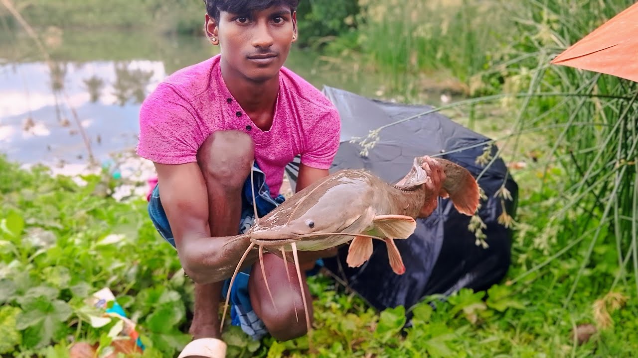 big  catfish catching by single hook 🪝|| DGL meenavan || single hook fishing || Village fishing