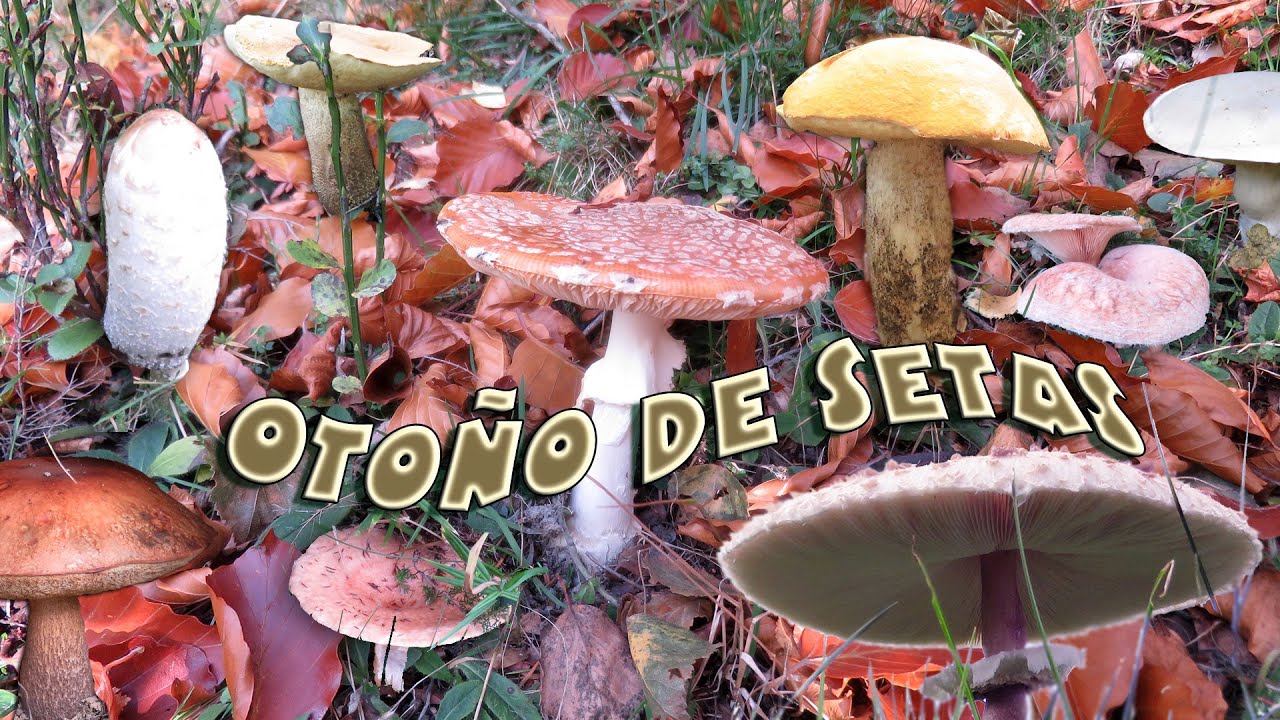 Otoño de setas.