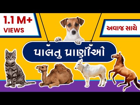 પાલતુ પ્રાણીઓ,પાલતુ પ્રાણીઓના નામ અને અવાજ,paltu pranio,Pets Animals Name in Gujarati,paltu prani