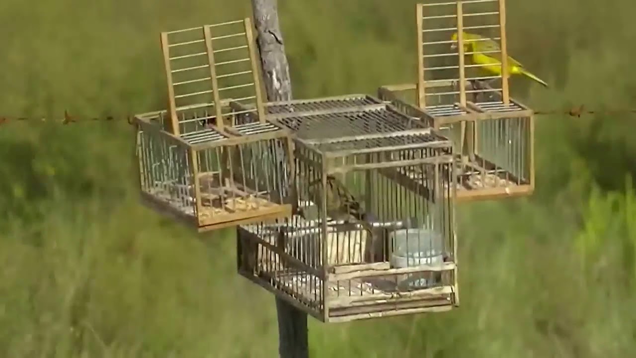 Caza de mixto un 🖑