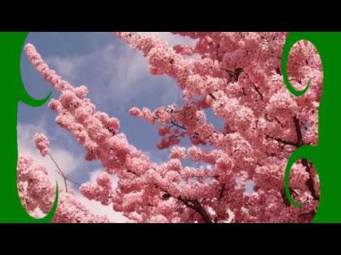 Видео: Защо сакура е символ на Япония