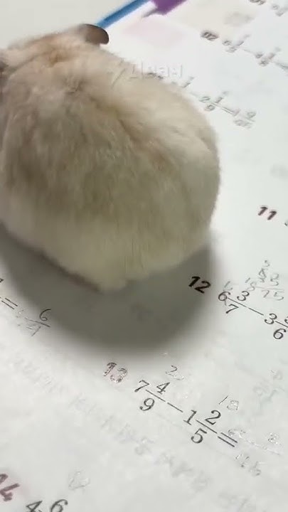 хомяк какает🤣🤣🤣🤣🤣🤣🤣🤣🤣 - YouTube
