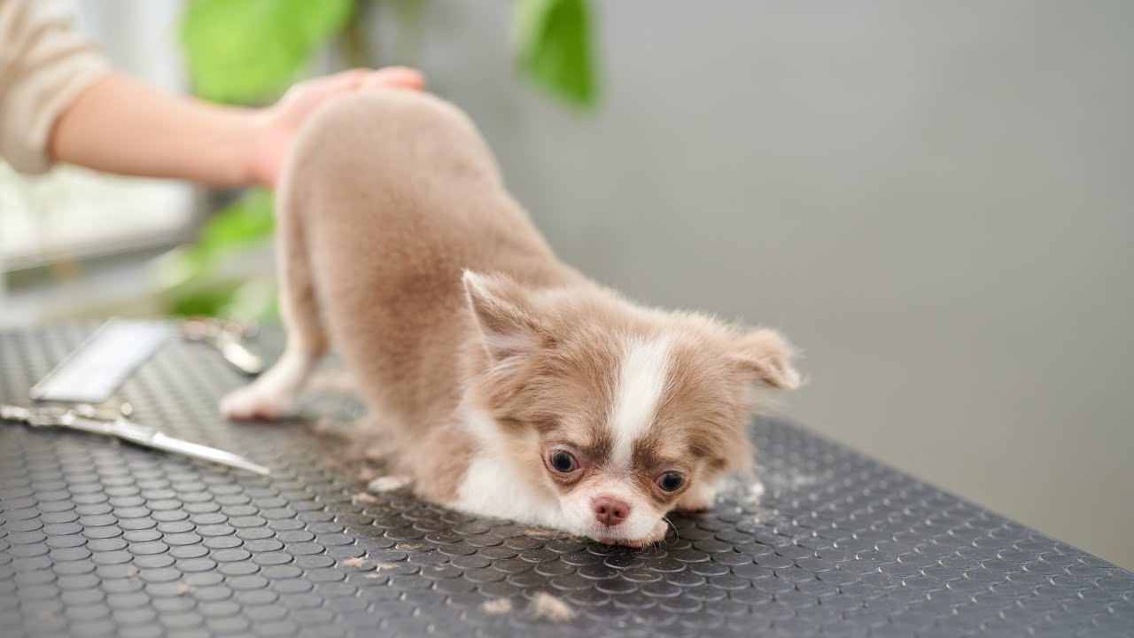 Вы слишком высоко поднимаете бедра. (Щенок чихуахуа)