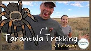 Colorados Spookiest Fall Event - The Annual Tarantula Migration