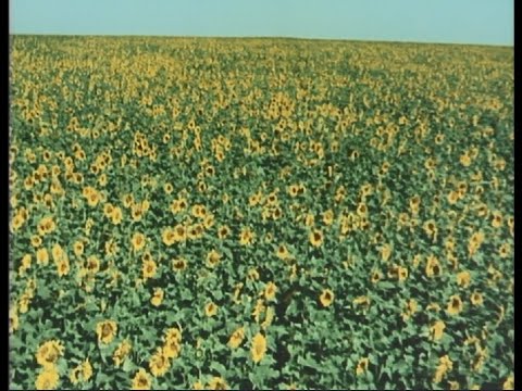 ひまわり（1970）/ I Girasoli
