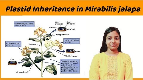 plastid inheritance in mirabilis jalapa ( detailed notes ) | plastid inheritance in plants
