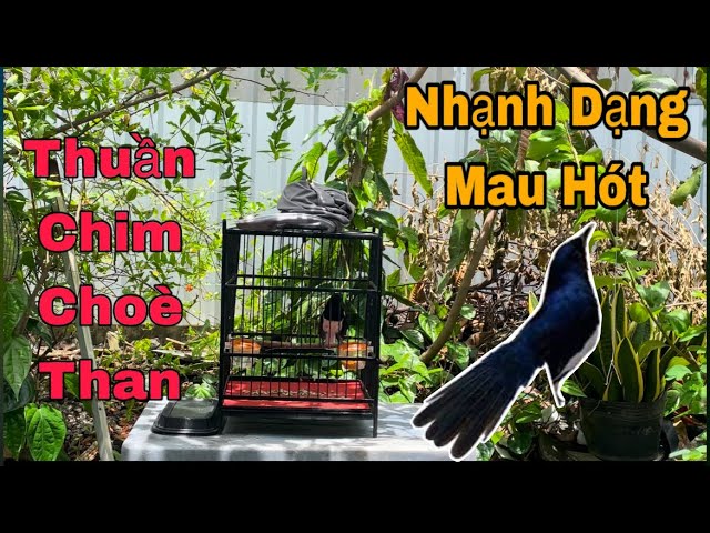 How to Treat Thrush in Birds: Effective Tips for Quick Recovery