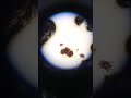 Internship- Ear Mites