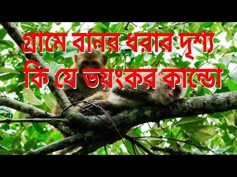 🐒 গ্রামে বানর ধরার দৃশ্য  ||  কি যে ভয়ংকর কান্ডো  ||  BD Studio  🔥