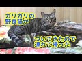 ♯78【猫のほのぼのする話】ガリガリの野良猫がついてきたので連れて帰った