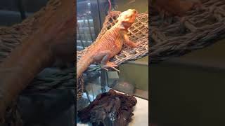 “Very important info for people who own silkie bearded dragons 🐉 “!