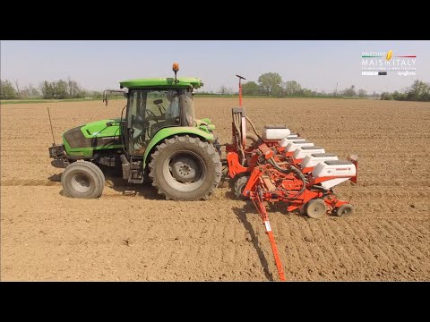 Video: Il Mais è La Regina Dei Campi Del Paese. Crescere, Piantare E Curare In Campo Aperto