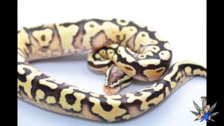 Celebrity Big Dan Visits N.E.R.D's Ball Python Collection 4kUHD Wealth